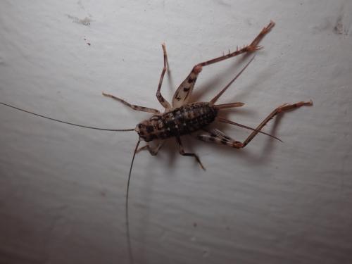 Gryllomorpha dalmatina dalmatina